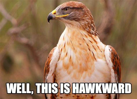 Hawk Pun Animal Puns Funny Animal Memes Funny Animals Cute Animals