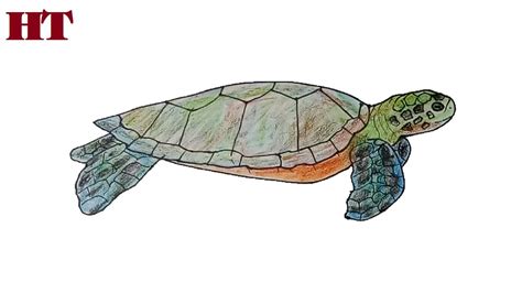 How To Draw A Green Sea Turtle Step By Step
