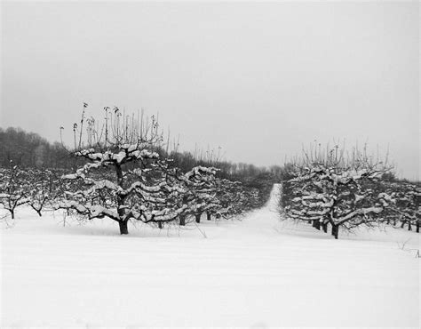 Snowy Orchard Photograph By Dark Whimsy Fine Art America