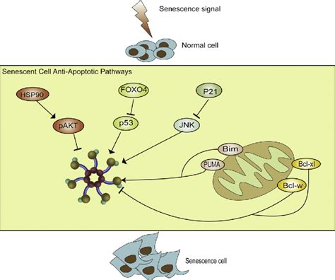 senescent cell anti apoptotic pathways in eukaryotic cells senescent download scientific