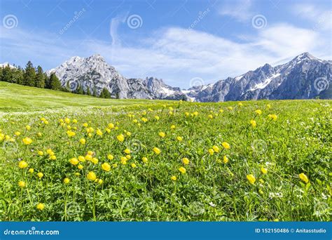 Summer Alps Landscape With Flower Meadows And Mountain Range In