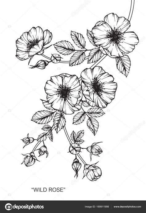 Wild Rose Flower Drawing And Sketch With Black And White Line Art