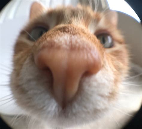 Cute Cat Close Up
