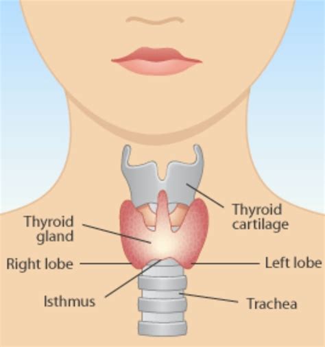 All About The Thyroid Hypothyroid Mary Vance Nc