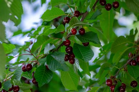 Cherries How To Grow Your Own The English Garden