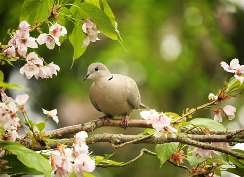 Why Doves Are The Symbol Of Peace And Other Dove Facts Chirp Nature