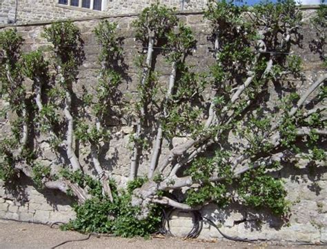 Cherry stella fan container fruit trees trained fruit tree in season. fig tree in a fan shape. Fully grown in The art of ...