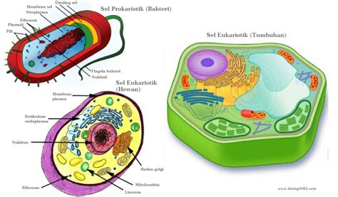Perbedaan Sel Prokariotik Dan Eukariotik And Perbedaan Sel Tumbuhan Dan
