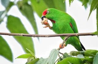Become the first person to post messages in this forum by using the form below! Sulawesi Hanging-Parrot - Loriculus stigmatus - Birds of ...