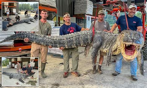 Monster Alligator Weighing 800lbs And 14ft Long Sets New Mississippi