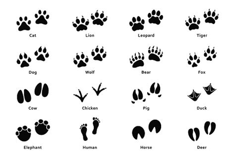 Bear Footprint Silhouette Transparent Png And Svg Vector