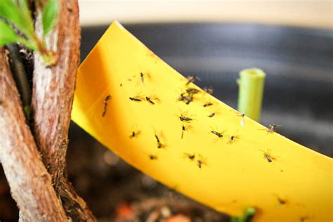 How To Get Rid Of Bugs On Indoor Plants Stop The Pests Now