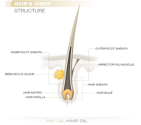 Hair Anatomy Part 1 Hair Anatomy Matrix Hair Hair Structure