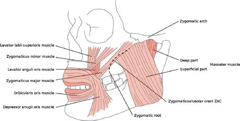 The Zygomatic Process Of The Maxilla And Related Muscles Download Scientific Diagram