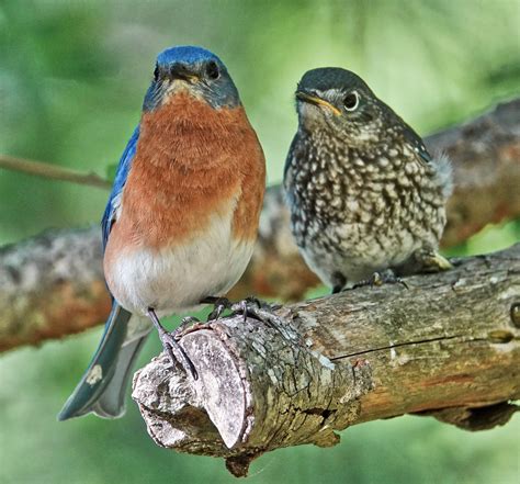Feeding Time Eastern Bluebird Pic For Today