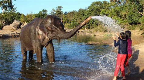 Where To See Elephants In India 4 Ethical Places
