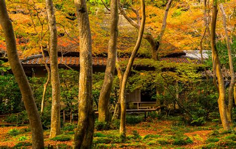 744383 Seasons Autumn Japan Kyoto Trees Rare Gallery Hd Wallpapers