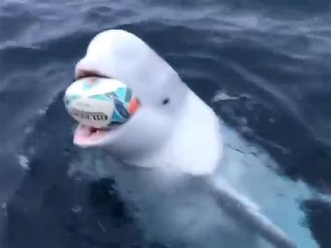 Beluga Whale Seen Playing Catch In Viral Video ‘may Have Escaped