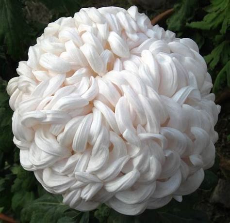 Wonderful Snowball Chrysanthemum Unusual Flowers Rare Flowers