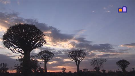 Namibia Keetmanshoop Quiver Tree Forest Youtube