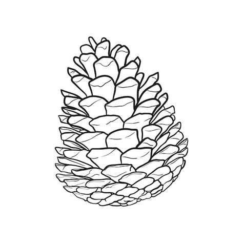 Premium Vector Hand Drawn Pine Cone Vector Illustration