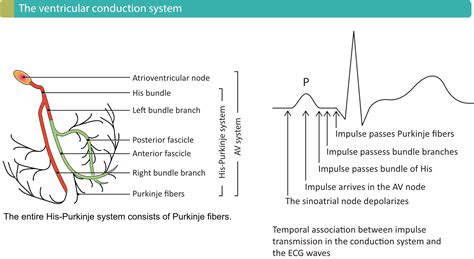 Overview Of Atrioventricular Av Blocks Ecg And Echo