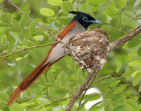 Fileasian Paradise Flycatcher Terpsiphone Paradisi Male With A Feed
