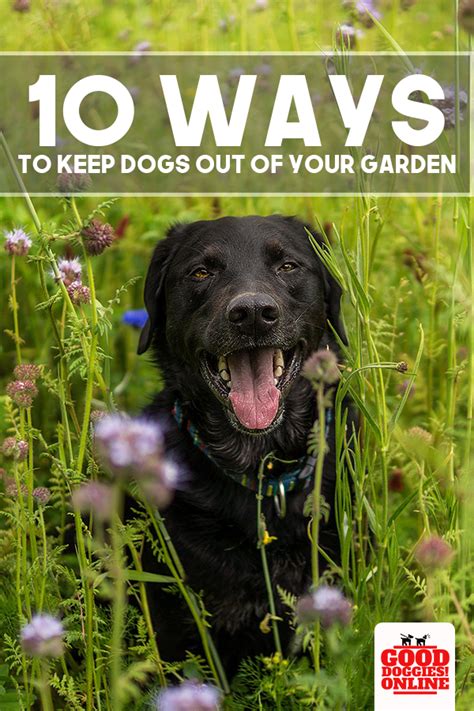 Using dog repellent plants for borders will help keep dogs out of gardens or certain areas of your yard. How to Keep Dogs Out of Garden & Flower Beds - Good ...