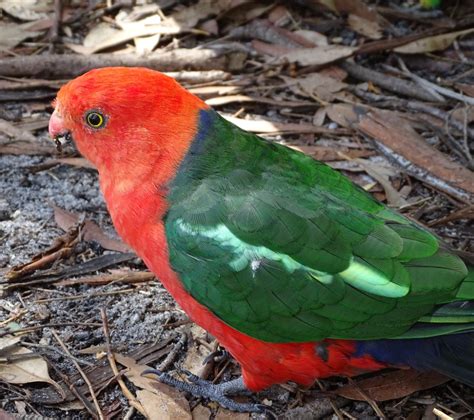 Males Are The Only Australian Parrot With A Completely Red Head In
