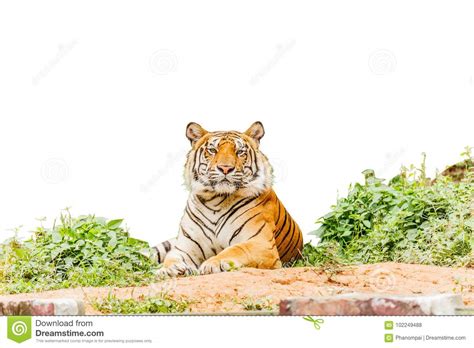 Submitted 2 years ago by wastelandqueen. Tiger Posing Isolate White Background With Clipping Path ...