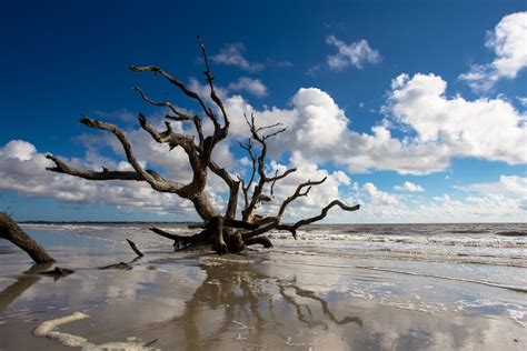 Driftwood Beach Jekyll Island Ga Smithsonian Photo Contest