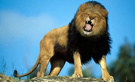 Apareamiento de leones de cerca i apareamiento de animales. Curioso rugido de hermoso leon • Videos de Animales