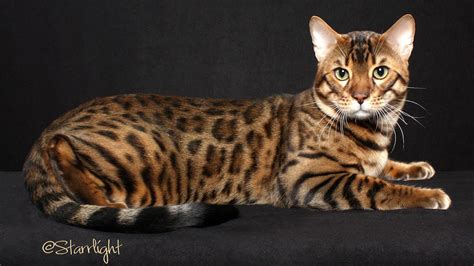 Bengals Cats For Bengal Cat Breeders Bengal Kittens And Bengal