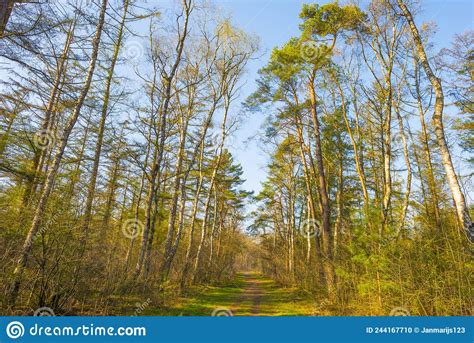 Trees In A Forest Below A Blue Sky In Bright Sunlight In Spring Stock