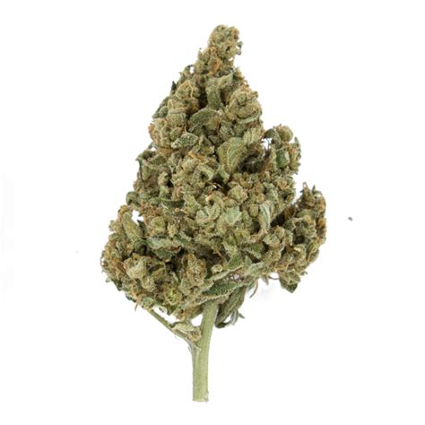 Find more ways to say haze, along with related words, antonyms and example phrases at thesaurus.com, the world's most trusted free thesaurus. Lemon Shining Silver Haze - Royal Queen Seeds ...