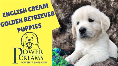 View our available golden retriever puppies online. English Cream Golden Retriever Puppies - YouTube