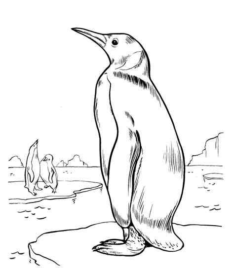 Delfines realistas para dibujar - Imagui