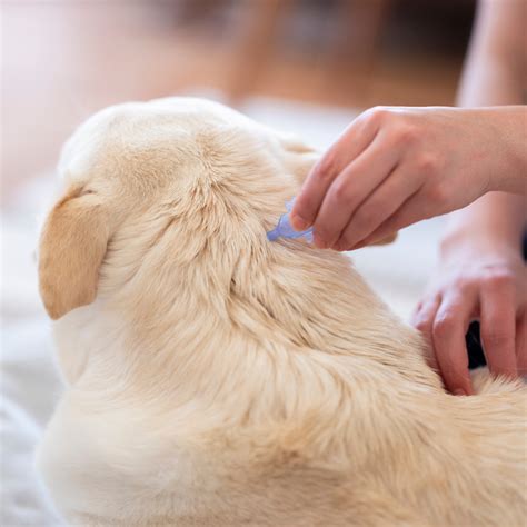 Fleas On Dogs Symptoms Causes And Treatmentn Tails N Tummies