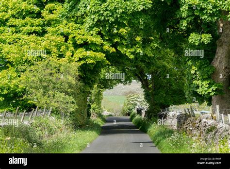 Rural Single Track Lane With Trees Forming A Tunnel Over It Slaidburn