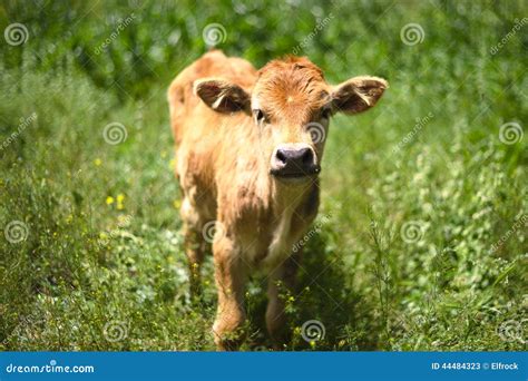 Beautiful Calf Stock Image Image Of Child Breeding 44484323