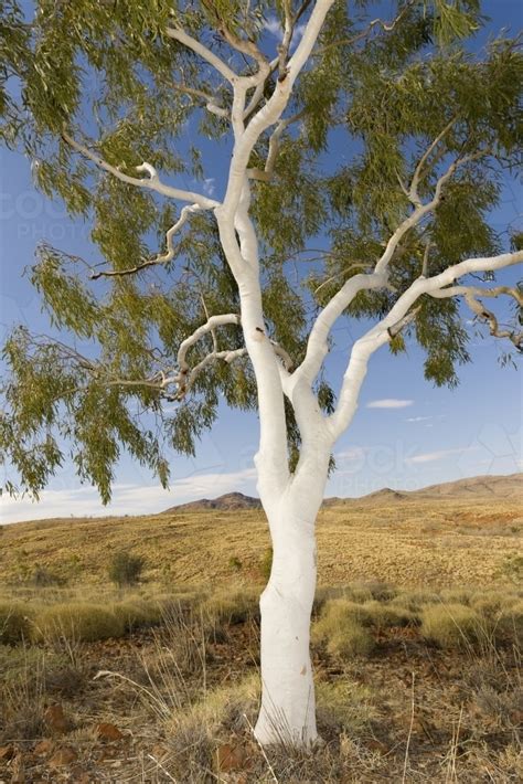 Image Of Stark White Ghost Gum Tree In The Outback Austockphoto