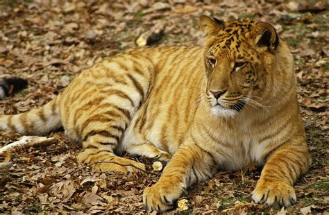 Tigon Facts 11 Things You Didnt Know About These Tiger Lions