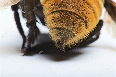 Picture Close Up A Bee Stinger Close Up Bumble Bee Sting — Stock