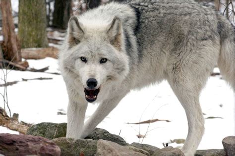 Animals In Endangered Endangered Gray Wolves Begin Migration