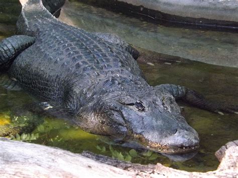 Mississippi Alligator Zoo Usti Nad Labem Der Beutelwolf Blog