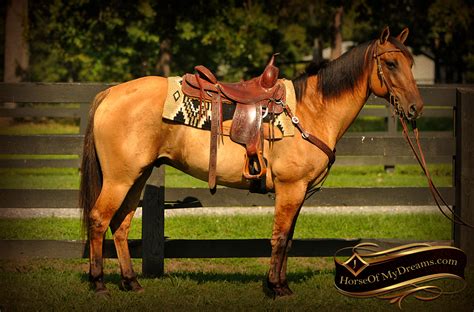 Get new email alerts for new ads matching this search: 001-Dutch-Buckskin-Dun-Quarter-Horse-Gelding-For-Sale | Horse of My Dreams