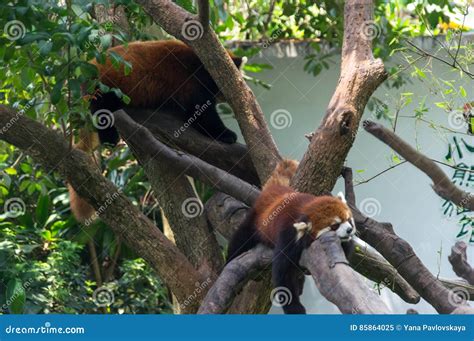 Two Red Pandas Sleep On The Tree Stock Image Image Of Tail Cute