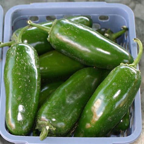 7 Popular Peppers The Guide Organic Authority