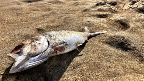 Hundreds Of Dead Fish Wash Up On Old Orchard Beach