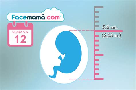 12 Semanas De Embarazo Cambios En La Mujer Y El Bebé